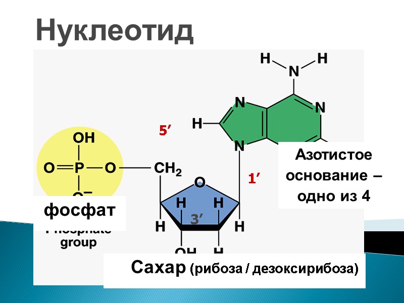 Нуклеотид фосфат     Сахар (рибоза / дезоксирибоза) Азотистое основание – одно